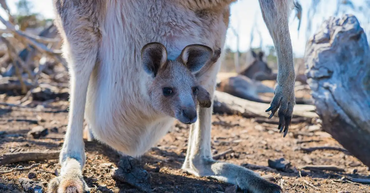 ¿Cuáles son los animales únicos de la Isla Canguro?