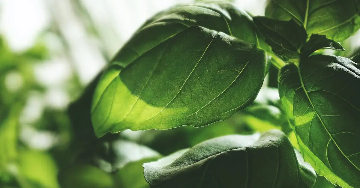 ¿El albahaca alivia el dolor? Descúbrelo aquí.