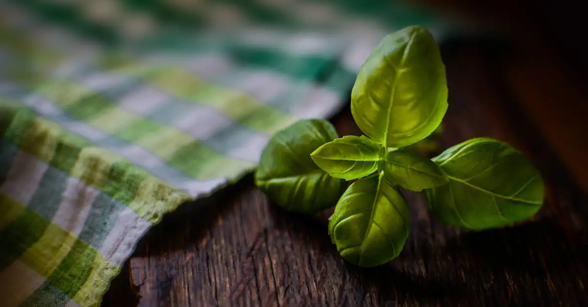¿El albahaca alivia el dolor? Descúbrelo aquí.