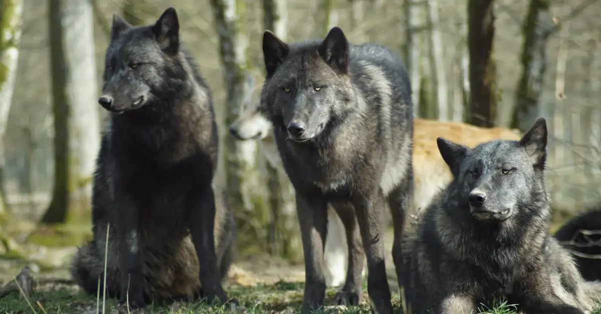 ¿En qué se diferencian genéticamente perros y lobos?