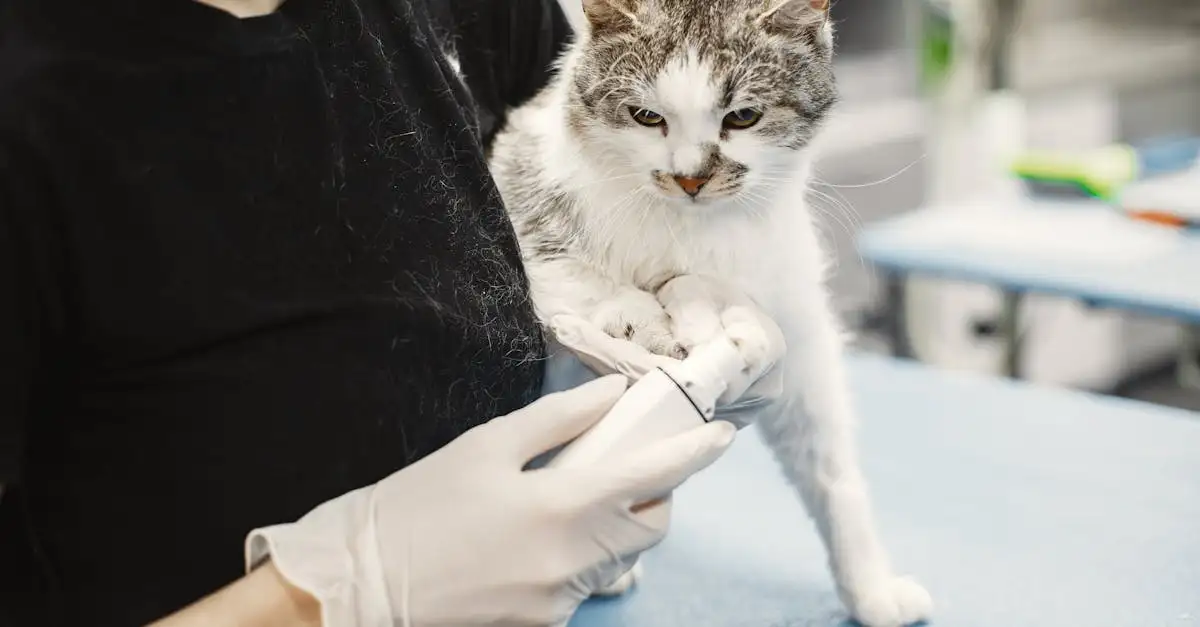¿Es crucial el control veterinario para la salud de tu gato?