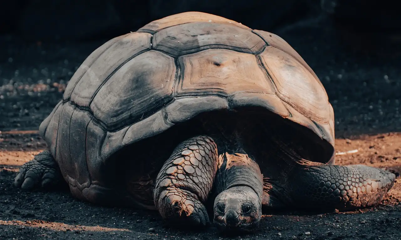 ¿Por qué las tortugas gigantes viven tanto tiempo? Descúbrelo.