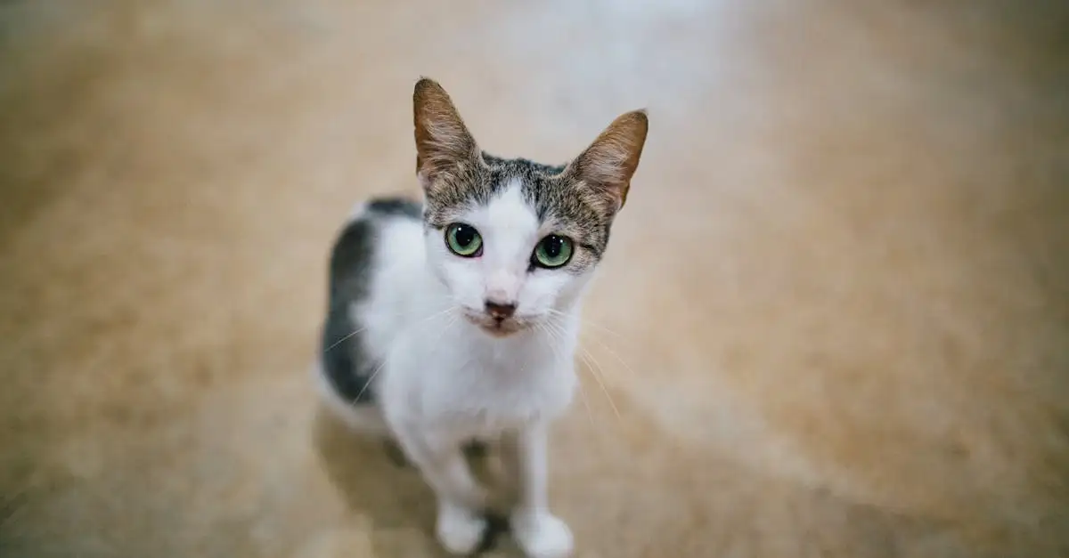 ¿Por qué los gatos prefieren estar en lugares altos?