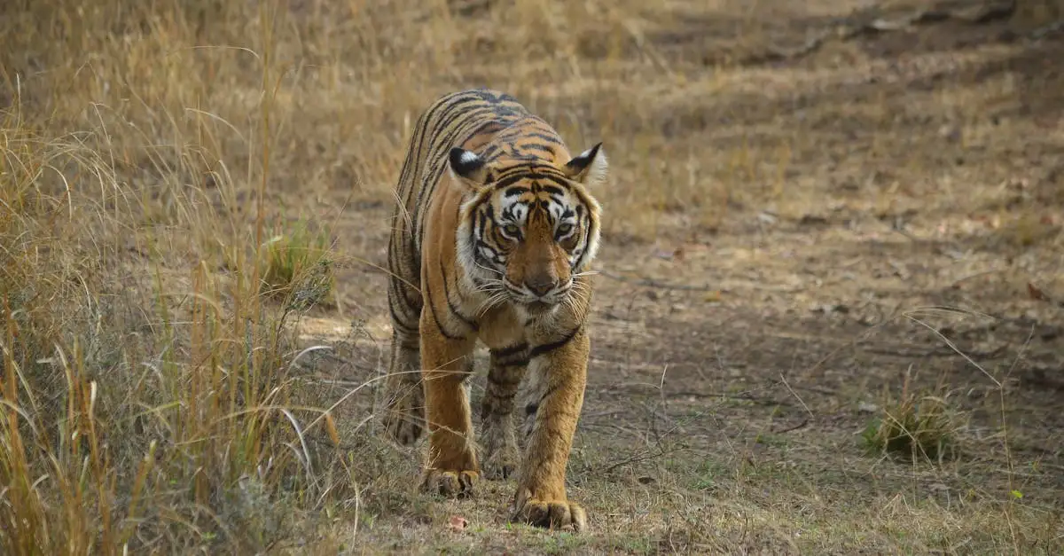 ¿Qué hace especial al Parque Nacional Ranthambore para tigres?