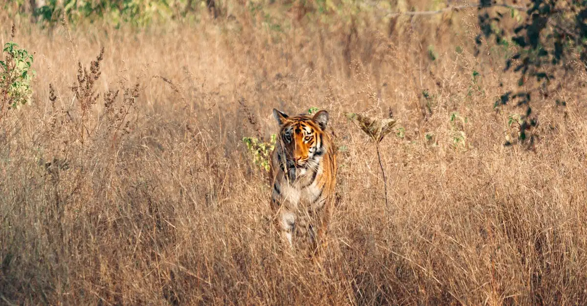 ¿Qué hace especial al Parque Nacional Ranthambore para tigres?