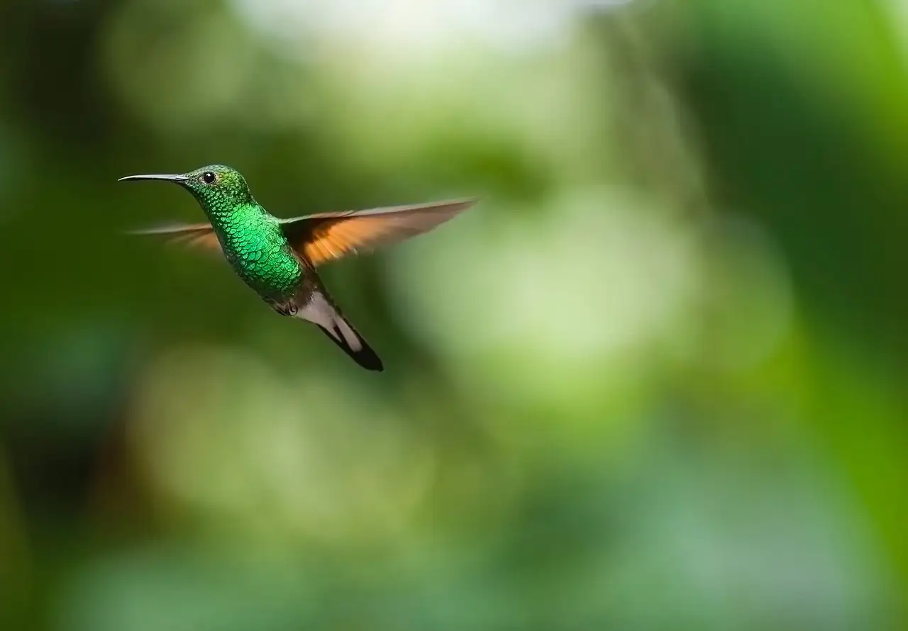 ¿Qué hace único el vuelo del colibrí? Descúbrelo aquí.