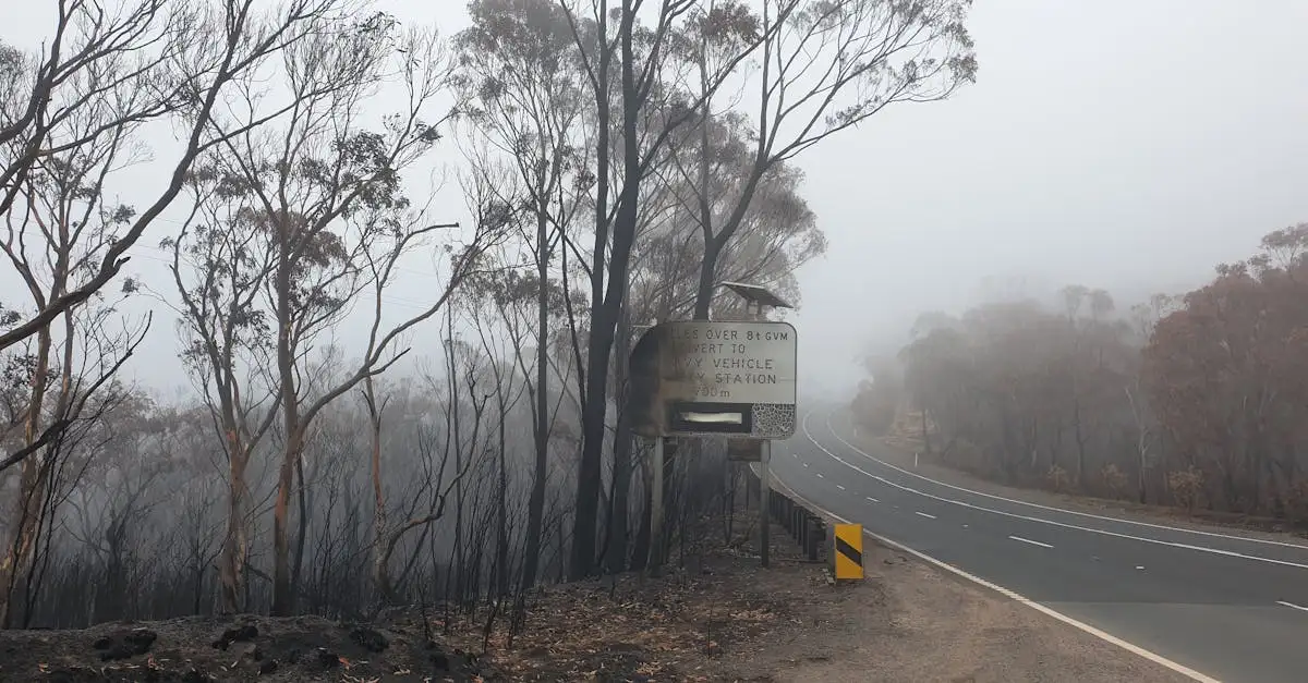 ¿Qué provocó los incendios forestales en Australia 2019-2020?