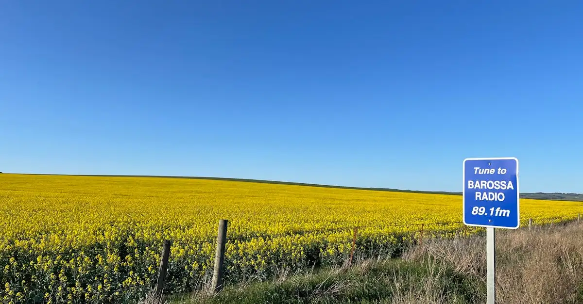 ¿Barossa Valley es la mejor región vinícola de Australia?