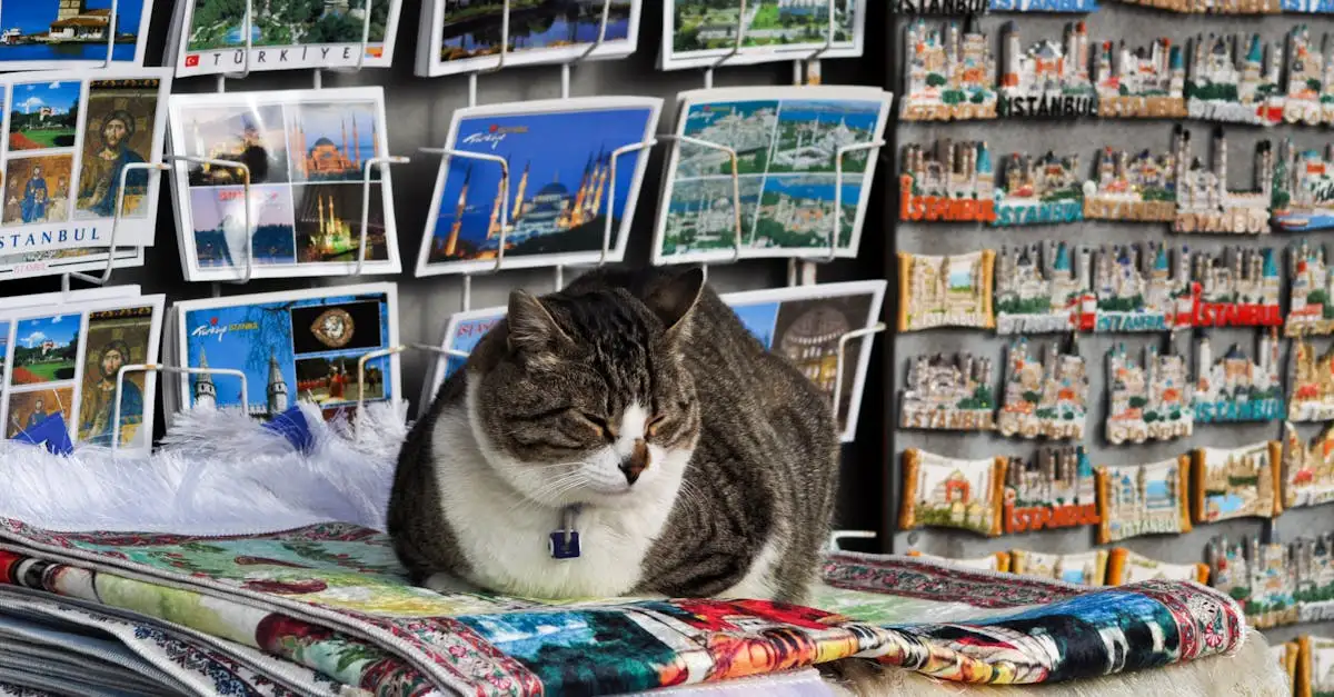 ¿Cómo afectan los viajes y mudanzas a los gatos?