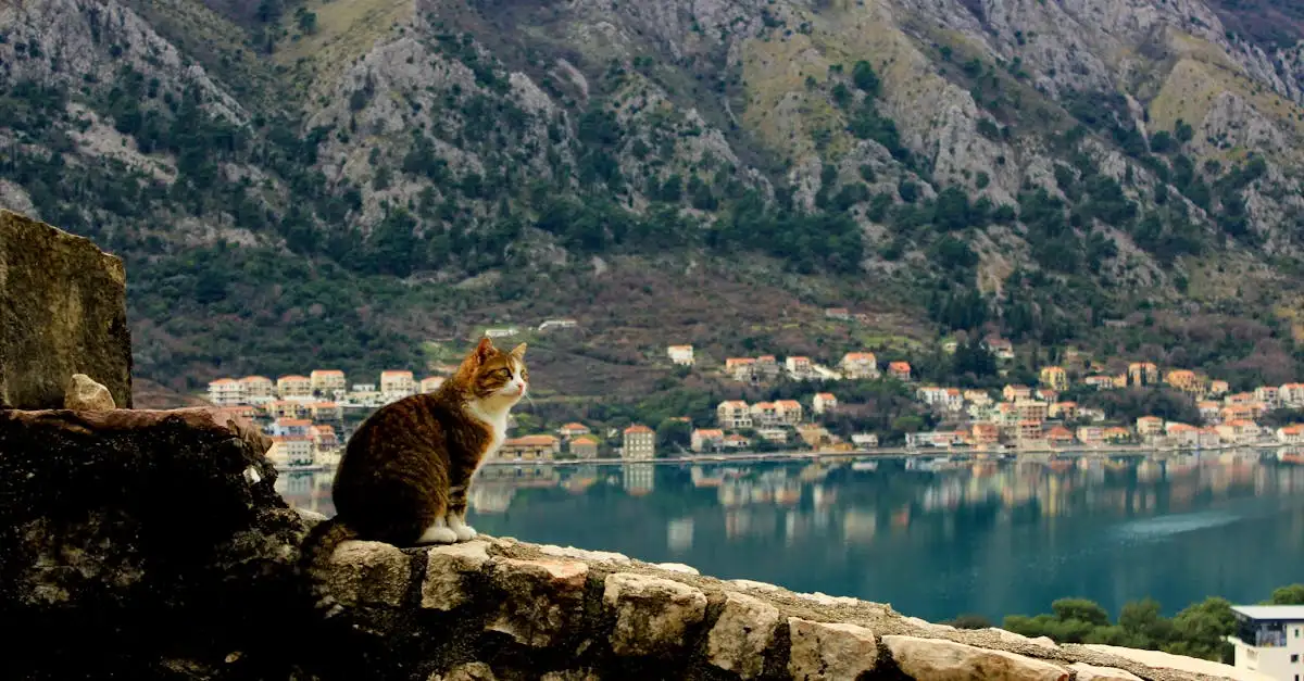 ¿Cómo afectan los viajes y mudanzas a los gatos?