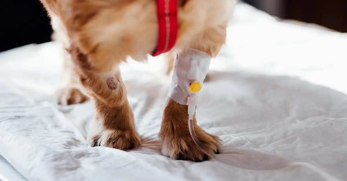¿Cómo detectan los perros enfermedades como el cáncer?