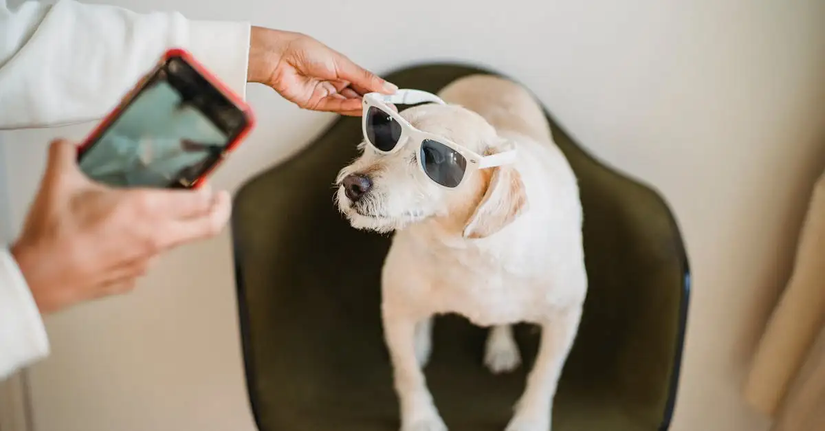 ¿Cómo influyen los perros en el entretenimiento actual?