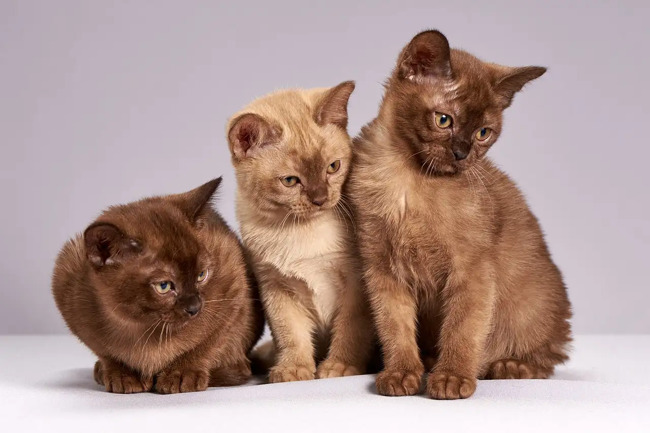 ¿Cómo influyeron los gatos en comunidades agrícolas antiguas?