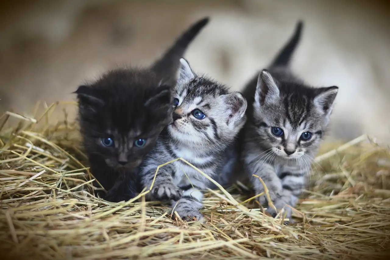 ¿Cómo influyeron los gatos en comunidades agrícolas antiguas?