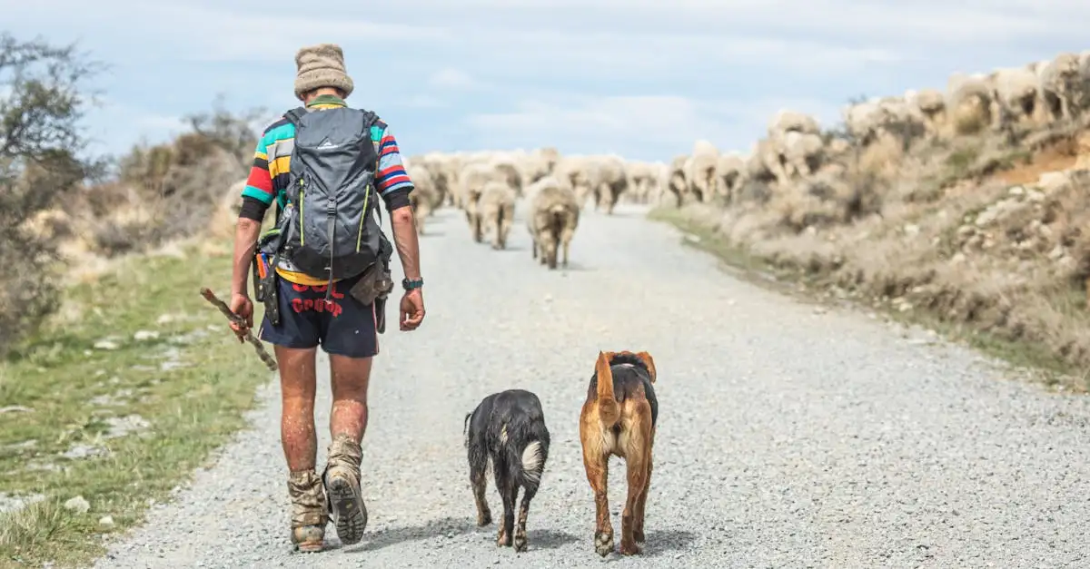 ¿Cuáles son las razas de perros ideales para el pastoreo?