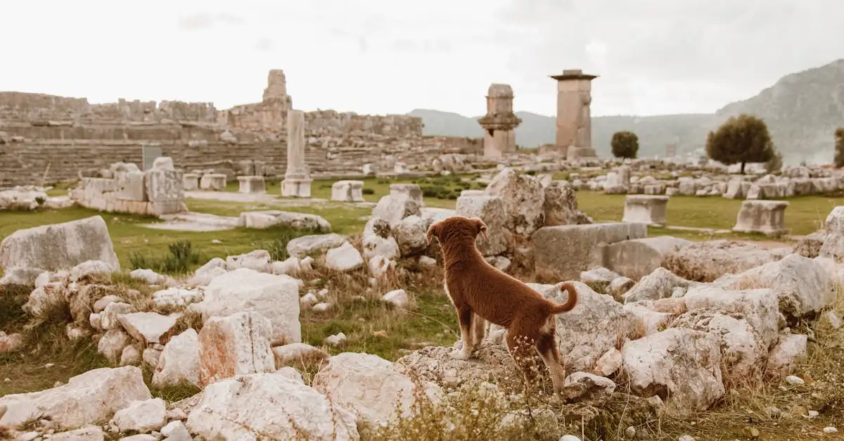 ¿Desde cuándo los perros son considerados mascotas?