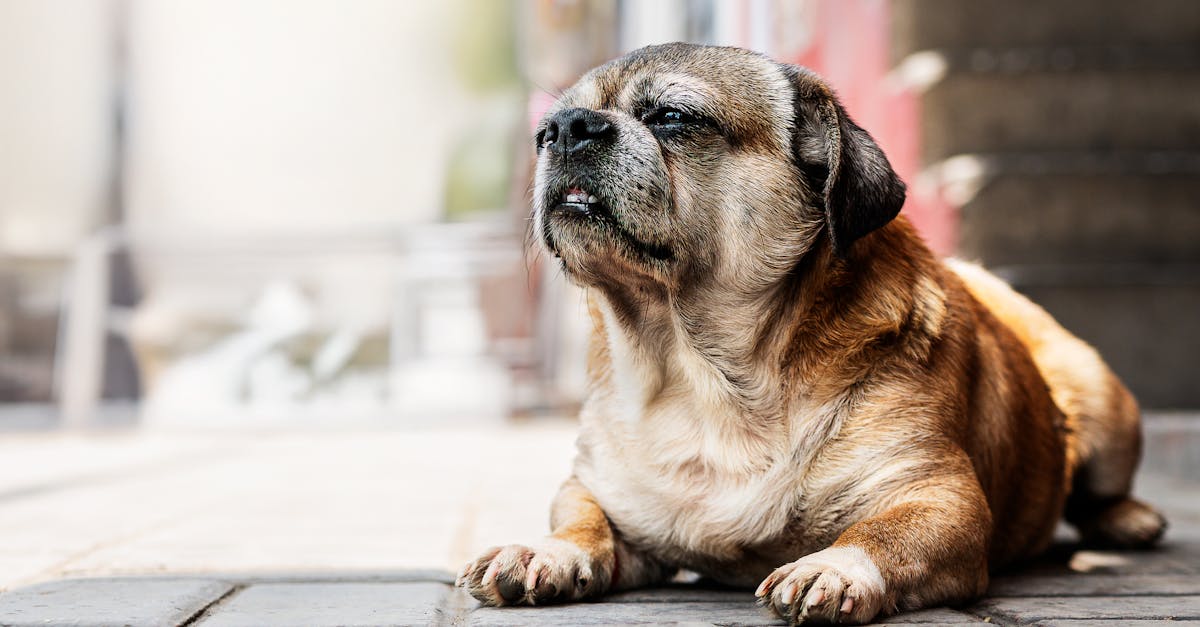 ¿Dónde posicionar a tu perrito para que esté feliz?