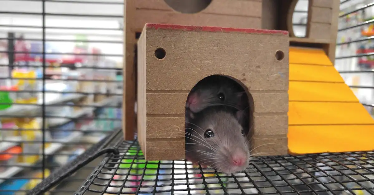¿Eficaz método para ahuyentar ratas con pimienta en polvo?