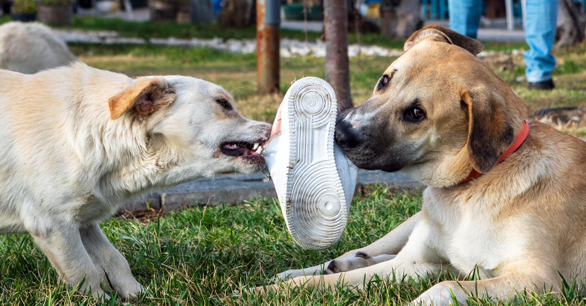¿Es normal que un perrito muestre interés en el sexo?