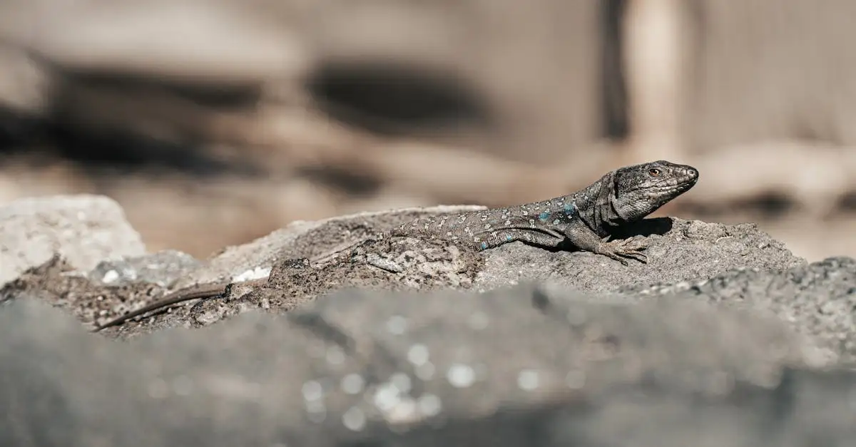 ¿Por qué es vital el camuflaje para la supervivencia animal?