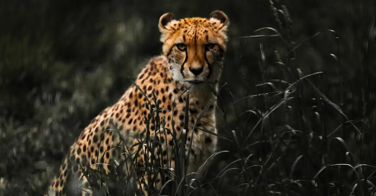 ¿Por qué es vital el camuflaje para la supervivencia animal?