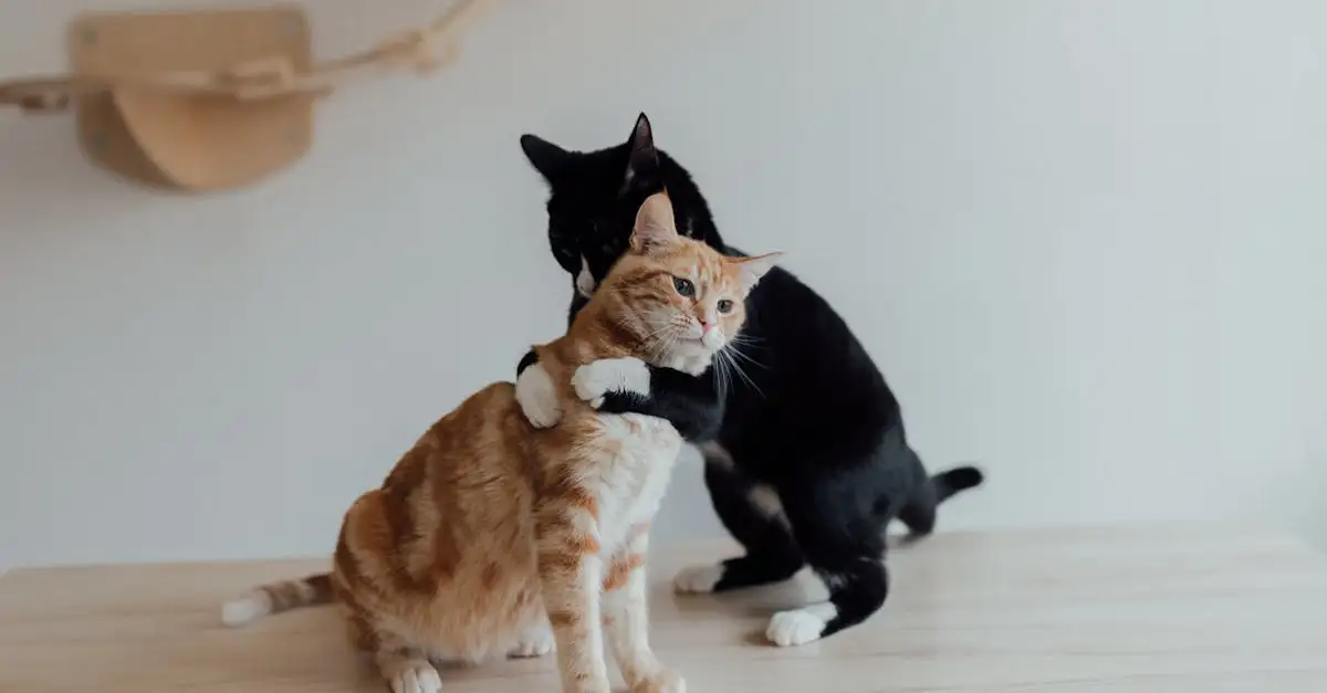 ¿Por qué los gatos son los mejores compañeros para ti?