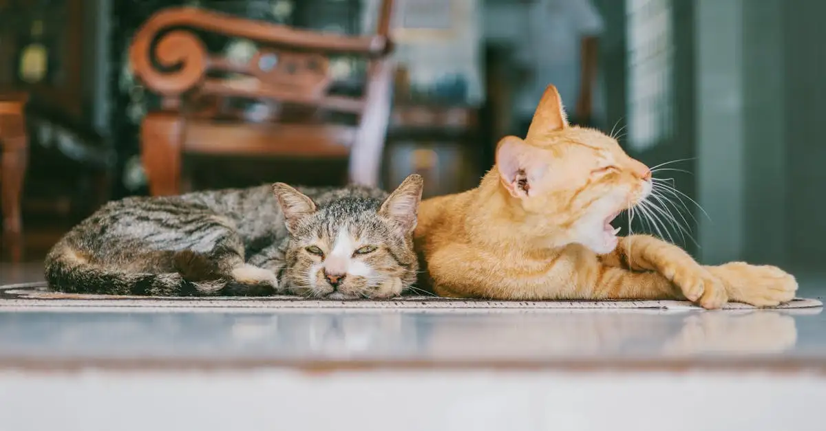 ¿Por qué los gatos son los mejores compañeros para ti?