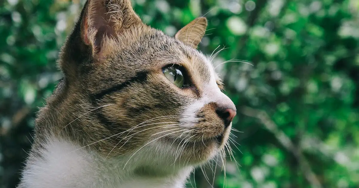 ¿Por qué los gatos traen presas a casa? ¡Aquí la respuesta!