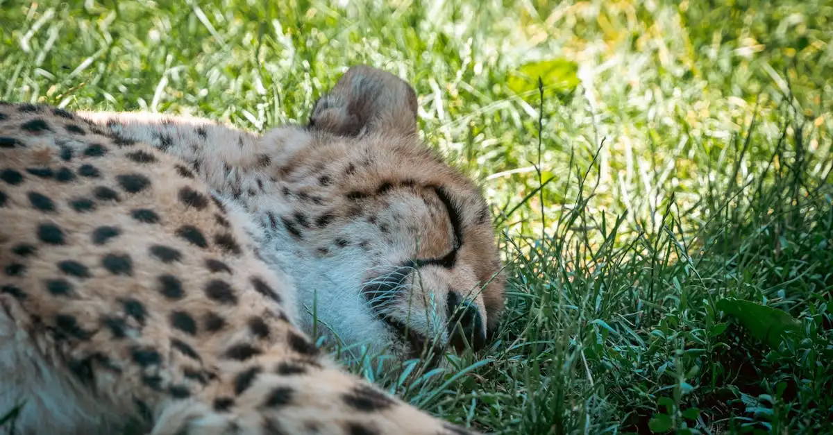 ¿Qué características hacen al guepardo único entre felinos?