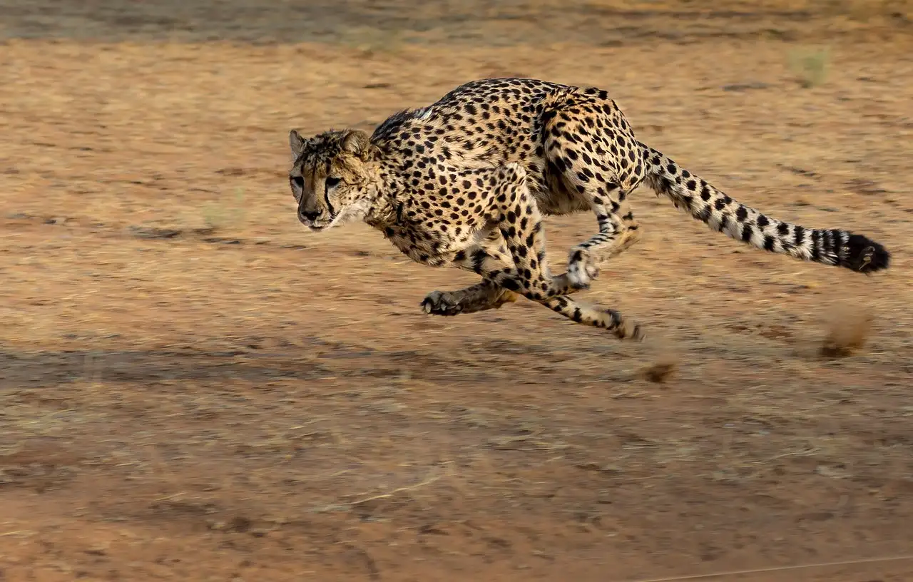 ¿Qué características hacen al guepardo único entre felinos?