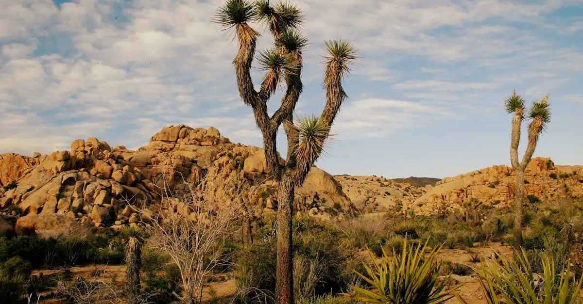 ¿Qué desierto de California alberga los árboles de Joshua?