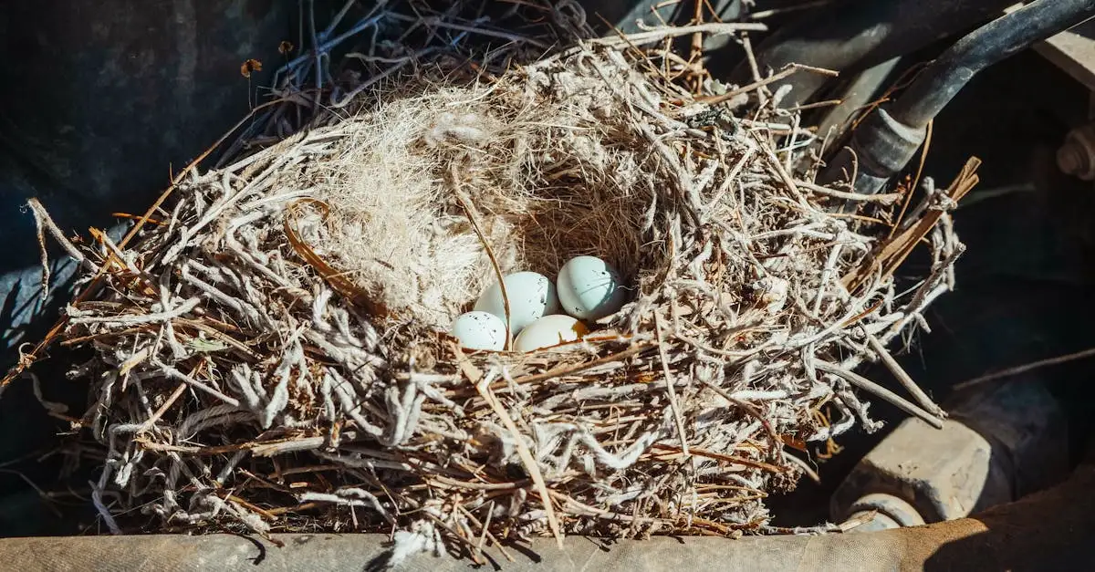 ¿Qué hace únicos a los nidos de los pájaros tejedores?