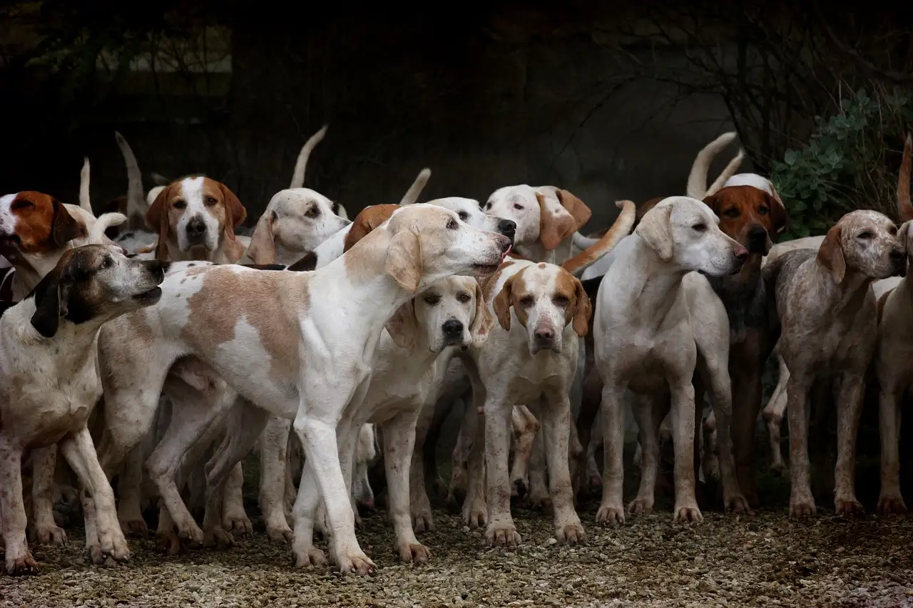 ¿Qué rol desempeñaban los perros en creencias espirituales antiguas?