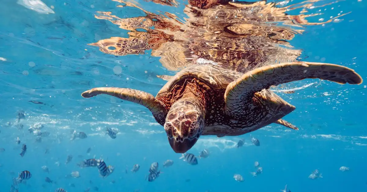 ¿Qué simboliza la historia de la tortuga cósmica?
