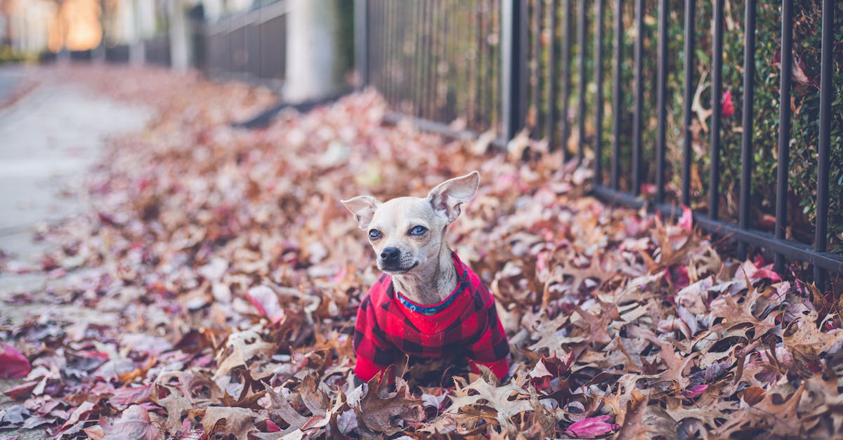 ¿Sabes todo sobre el cuidado de un perrito?