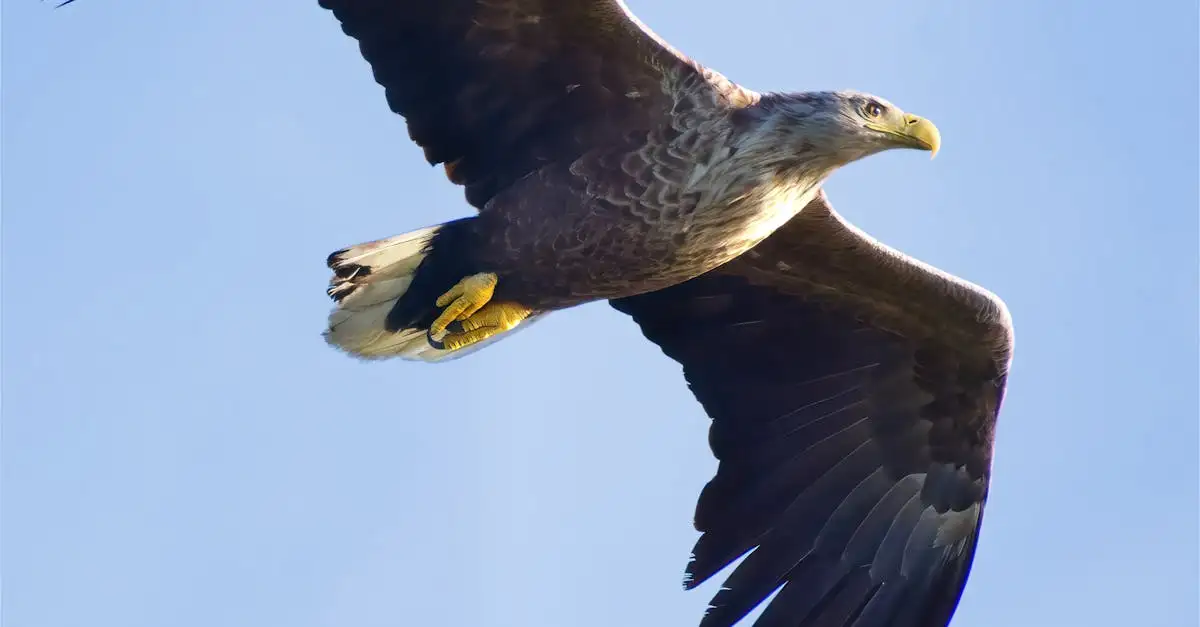 ¿A qué distancia puede ver un águila? ¡Descúbrelo aquí!