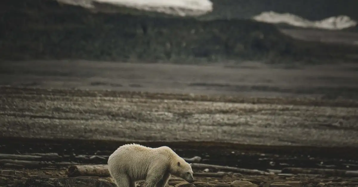 ¿Cómo afecta el clima la supervivencia de los osos polares?