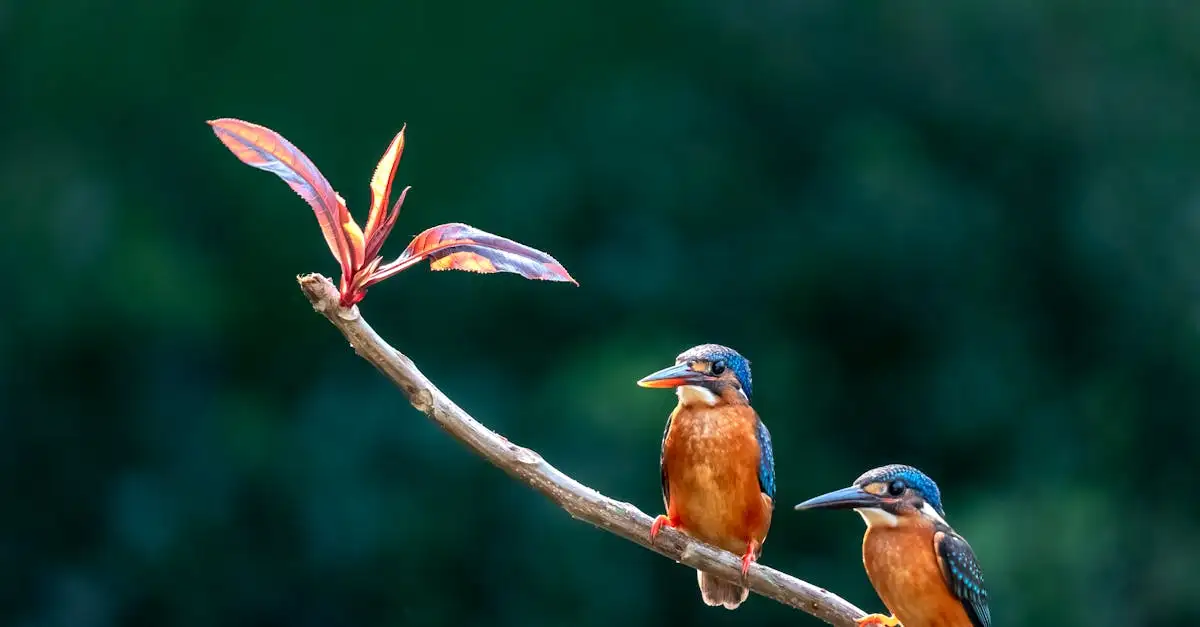 ¿Cómo ayuda el plumaje a las aves en vuelo y aislamiento?