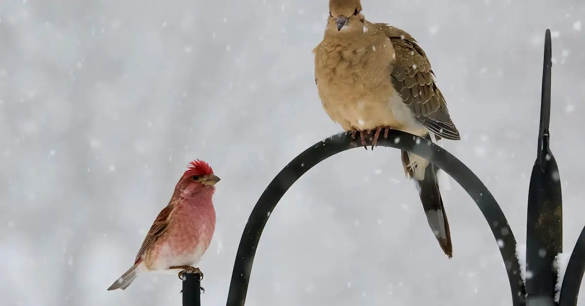 ¿Cómo ayuda el plumaje a las aves en vuelo y aislamiento?