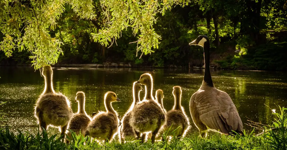 ¿Cómo cuidan las aves de sus huevos? Descúbrelo aquí.