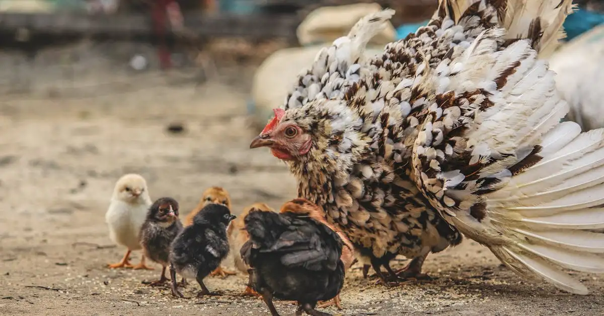 ¿Cómo cuidan las aves de sus huevos? Descúbrelo aquí.