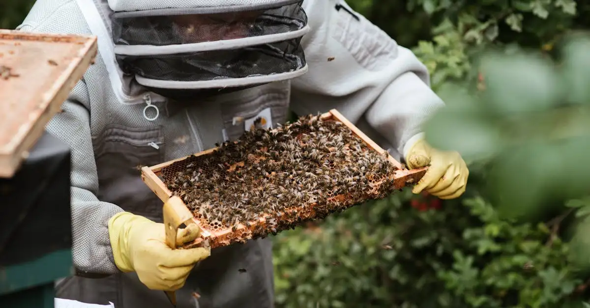 ¿Cómo encuentran las abejas su nido en colmenas llenas?