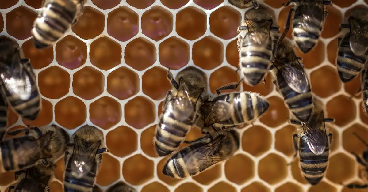 ¿Cómo encuentran las abejas su nido en colmenas llenas?