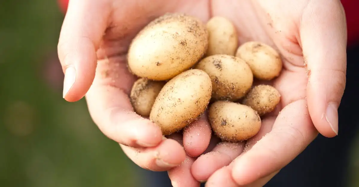 ¿Cómo guardar las papas para que se mantengan frescas?