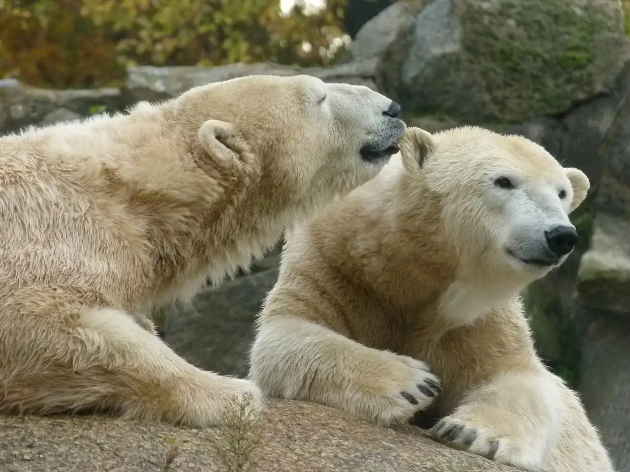 ¿Cómo logran los osos polares mantenerse calientes en el frío?