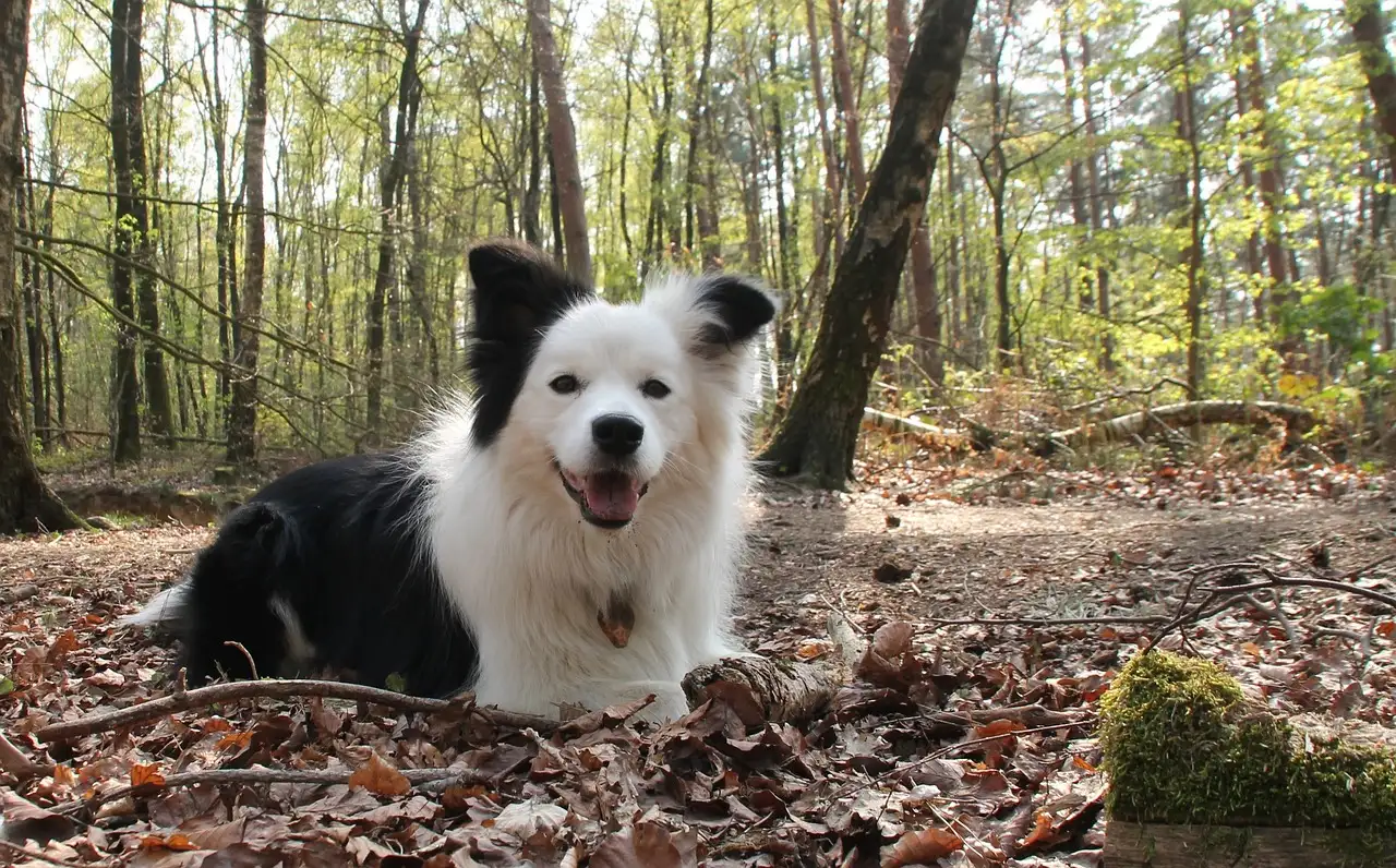 ¿Cuál es la esperanza de vida promedio de los perros?