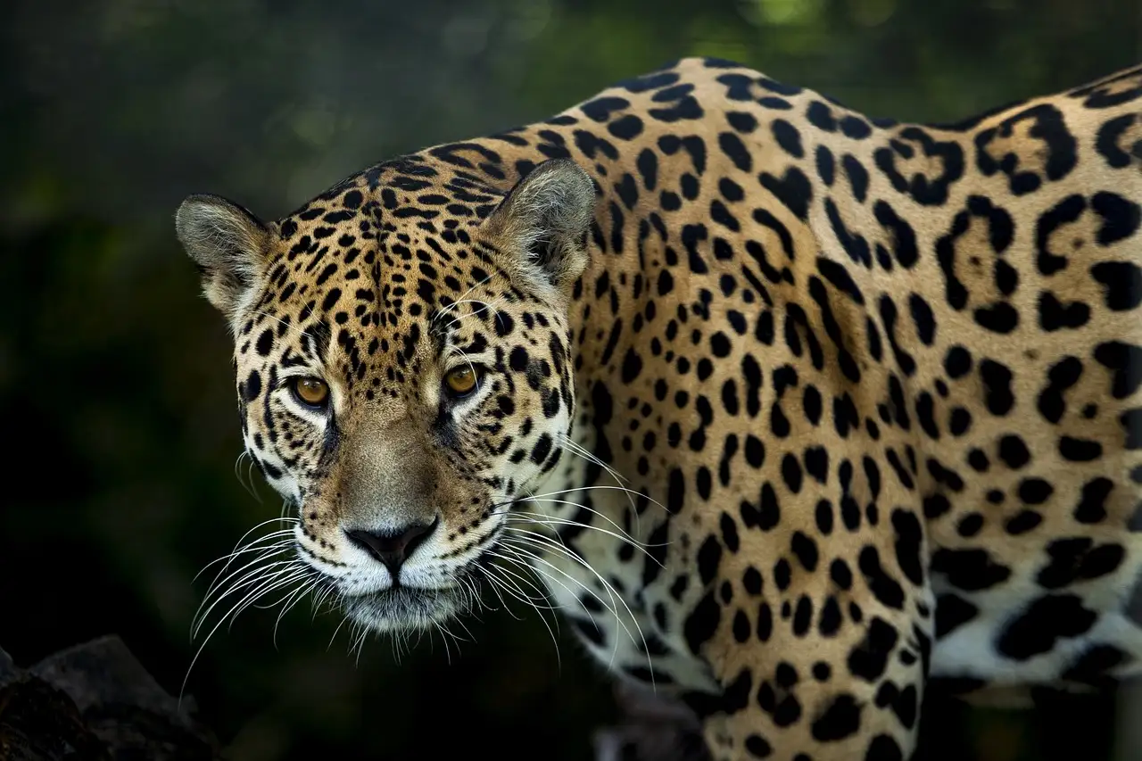¿Cuál es la historia del jaguar en la luna? Descúbrelo aquí.