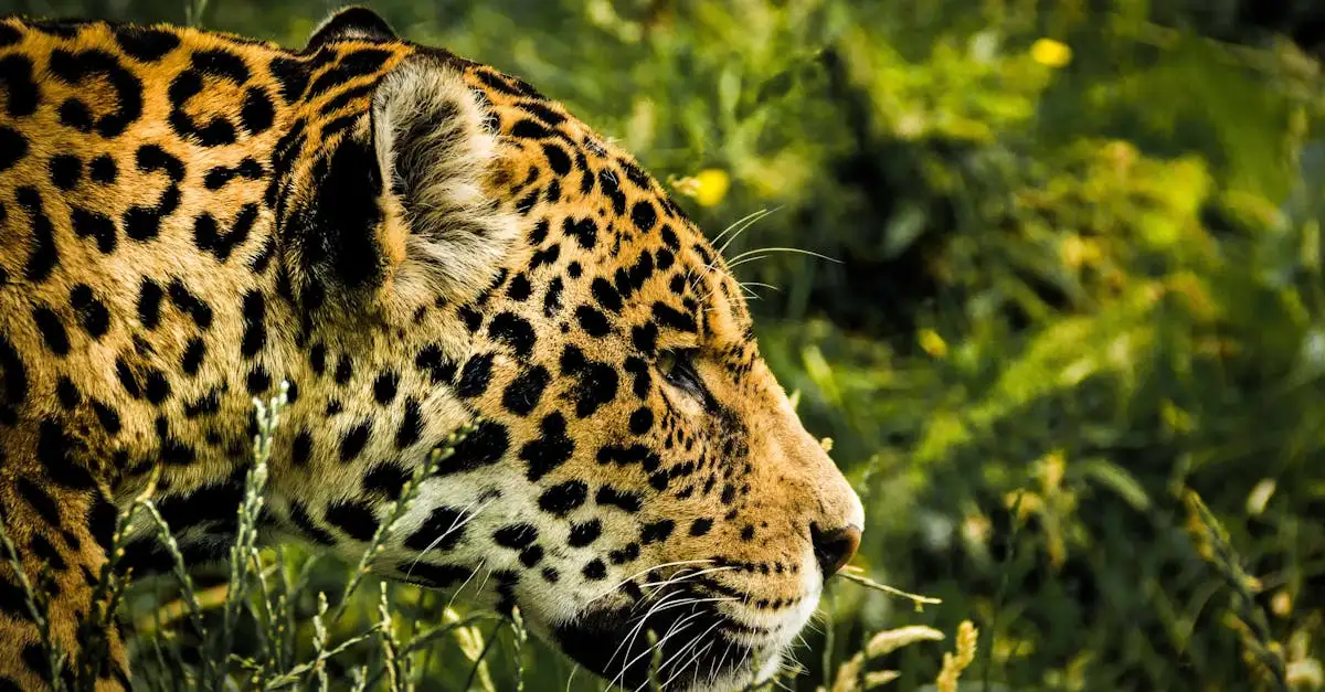 ¿Cuál es la historia del jaguar en mitologías de Sudamérica?