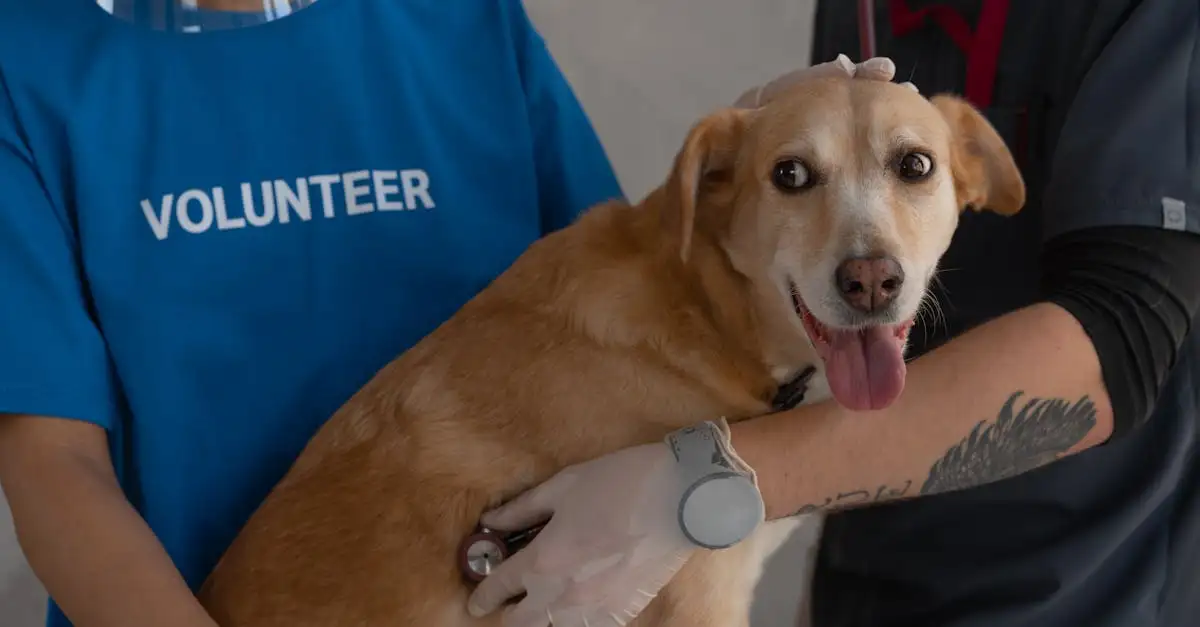 ¿Cuáles son los países con leyes de bienestar animal para perros?