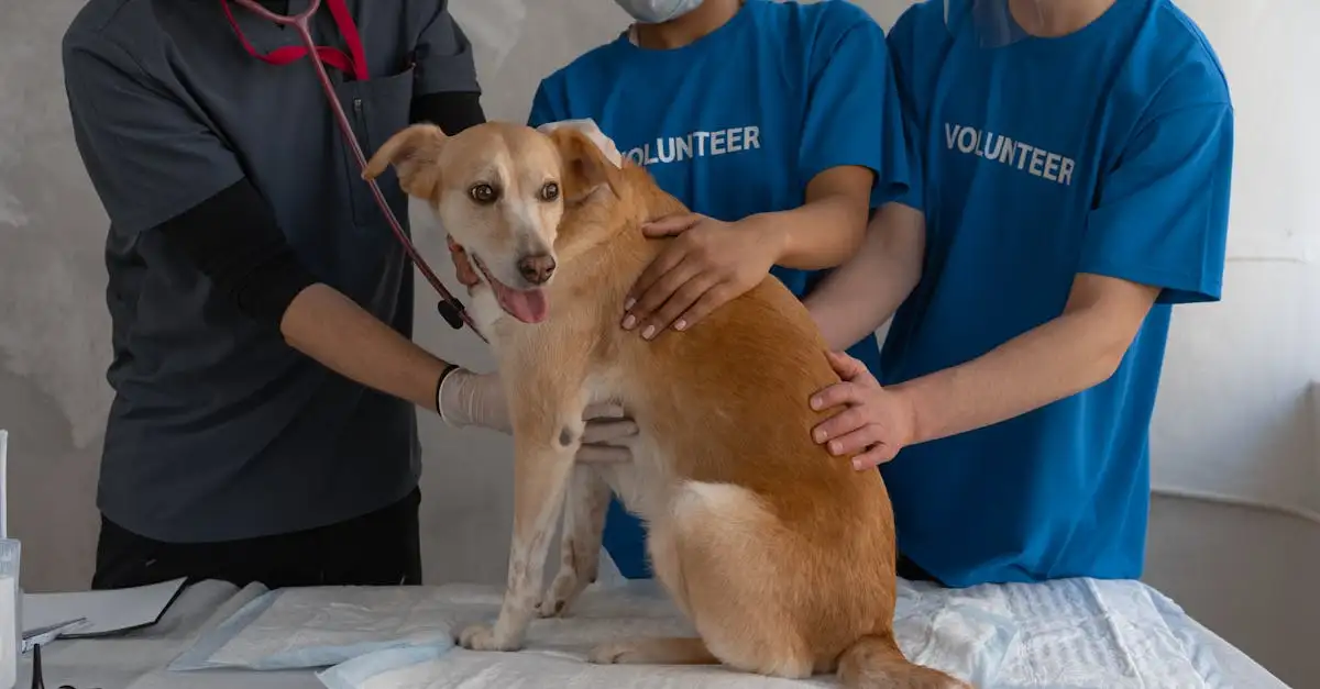¿Cuáles son los países con leyes de bienestar animal para perros?